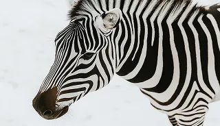 Close-up of a zebra's head and upper body showing its distinctive black and white stripes.
